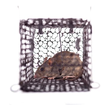 rat trap in front of white background