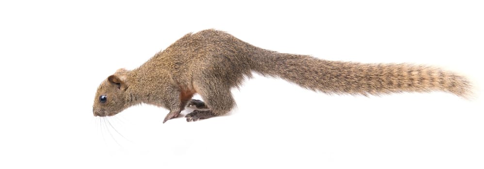 Red bellied squirrel prepare to jump isolated on white background