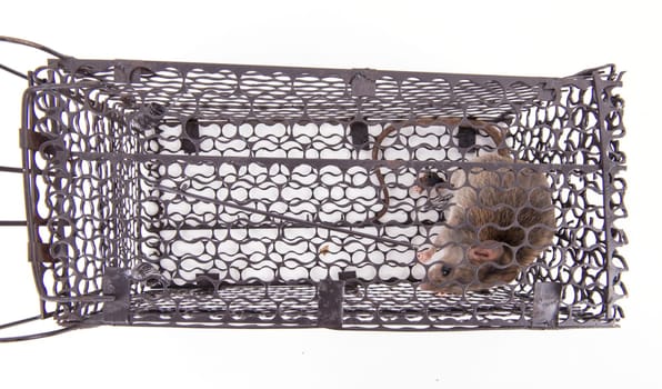 rat trap in front of white background