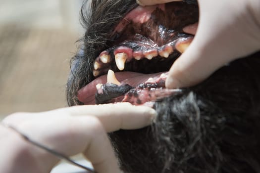The vet is showing gingivitis in the open mouth of the Big Black Schnauzer dog under anesthesia.