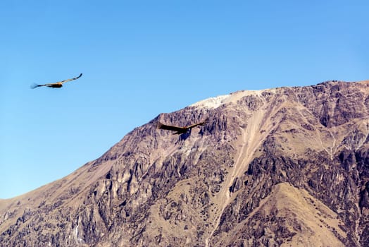 Two Andean Condors flying through the Colca Canyon near Arequipa, Peru