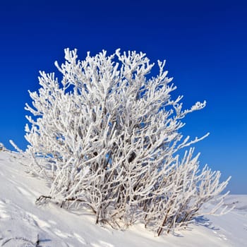 snowy tree on a sunny day