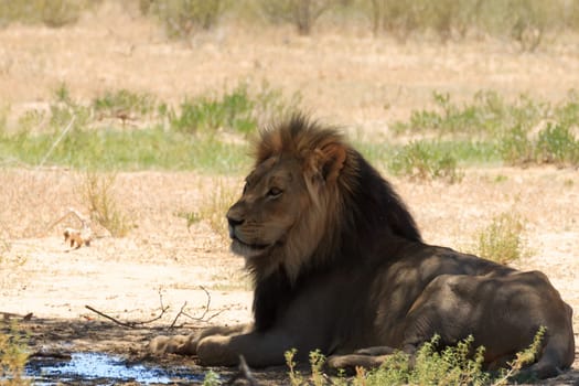 A lion from Kgalagadi National Park, South Africa