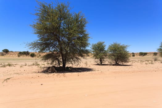 Lions sleeping under trees at Kgalagadi Transfontier Park, South Africa
