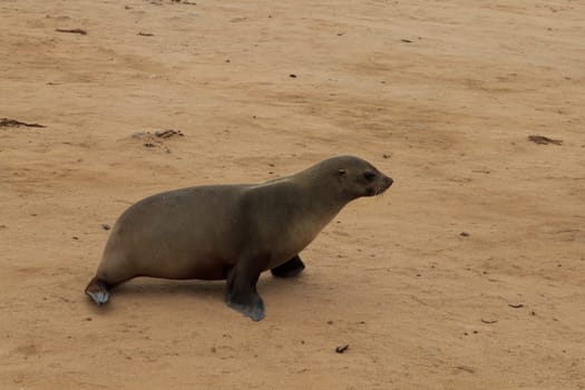 Colony of cape fur seals from Cape Point, Namibia