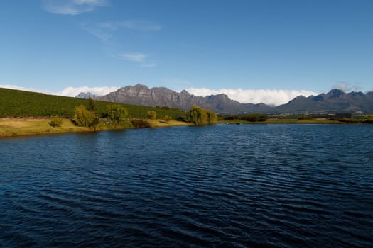 A Stellenboscsh panorama with tipical rows of vines, South Africa