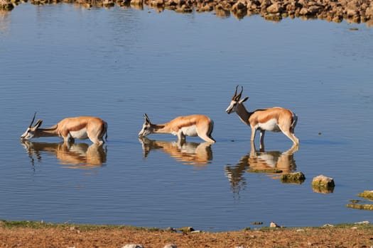 Springboks drinking at Okaukuejo waterhole from Etosha National Park, Namibia