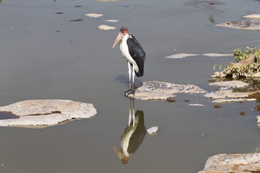 A big bird from Namutoni waterhole, Namibia
