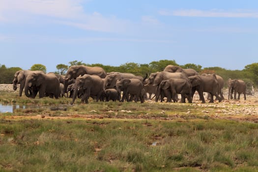Herd of elephants from Etosha National Park, Namibia