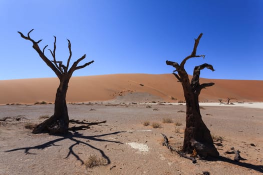 Death tree with red dunes from Hidden Vlei, Sossusvlei Namibia