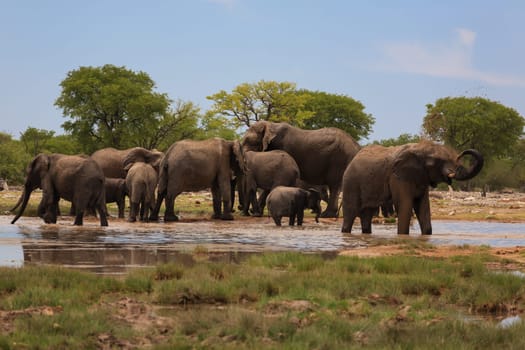 Herd of elephants from Etosha National Park, Namibia