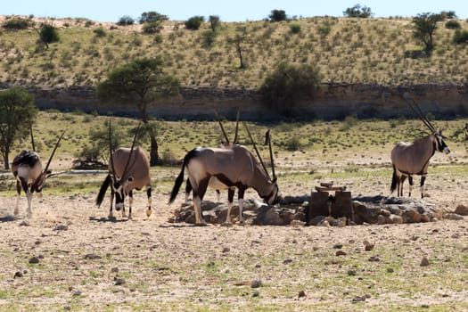 A herd of horyx at waterhole, Kgalagadi National park, South Africa