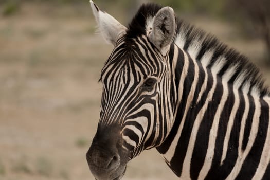 Zebra close up from Etosha National Park, Namibia