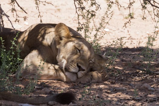 Lions sleeping under trees at Kgalagadi Transfontier Park, South Africa