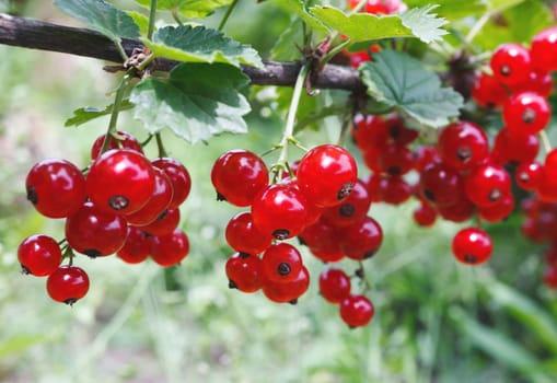 Red currant
