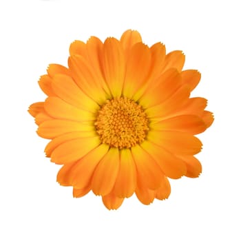 flower of calendula isolated on a white background with clipping path