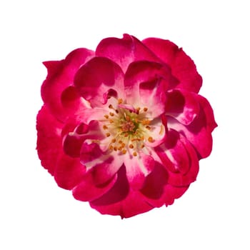 Pink rose flower isolated on white background