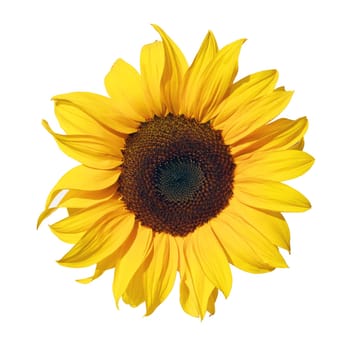 sunflower isolated on white background