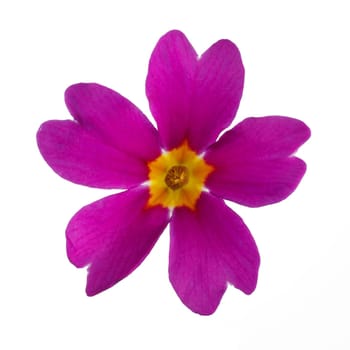 Purple Primula Primrose isolated white background