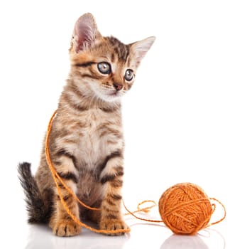 tabby kitten with brown ball on white background