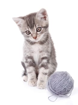 beautiful gray tabby kitten with gray ball  on white background
