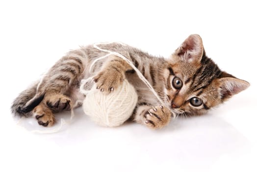 playful tabby kitten with white ball on white background