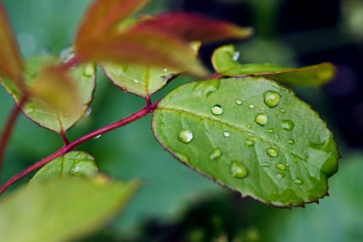 dew drops on green leaf