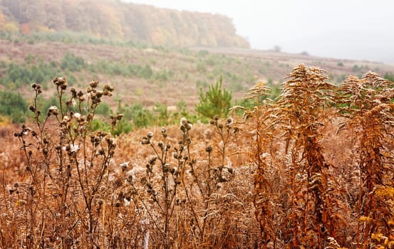 dry autumn herbs