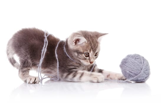 funny gray kitten playing with gray ball on white background