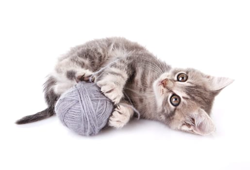 playful tabby kitten with gray ball on white background