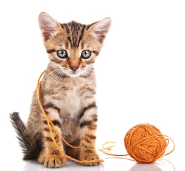 tabby kitten with brown ball on white background