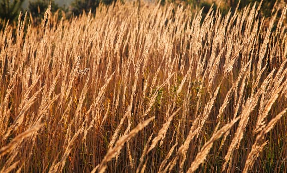 autumn dry reed