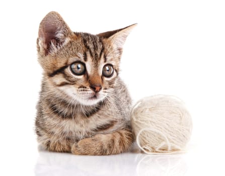 beautiful tabby kitten with white ball sitting on white background