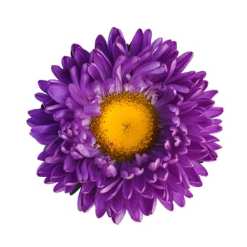 purple aster isolated on white background