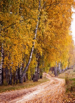 Autumn forest road between birch trees