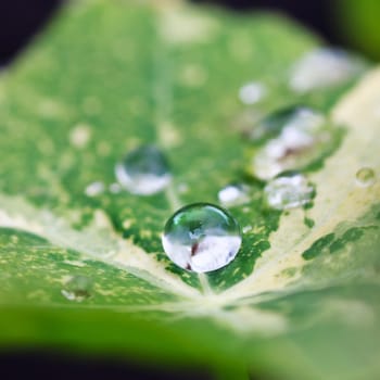 dew drops on green leaf