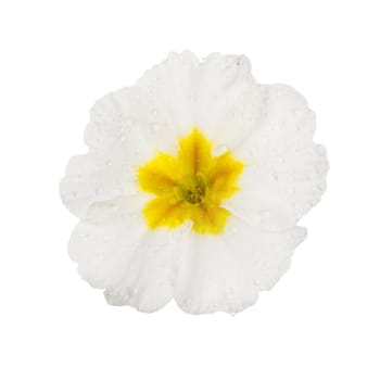 White Primula Primrose with dew drops isolated white background