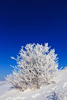 snowy tree on a sunny day