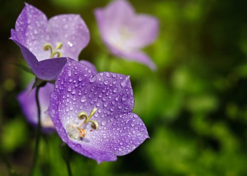 Ðluebells with drops of dew