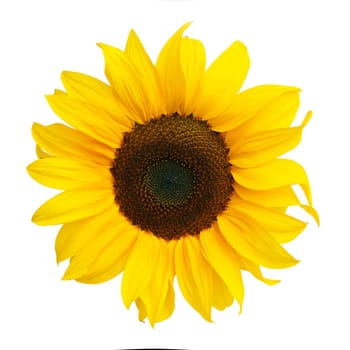 sunflower isolated on white background
