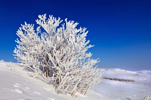 snowy tree on a sunny day