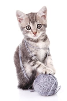 beautiful gray tabby kitten with gray ball  on white background