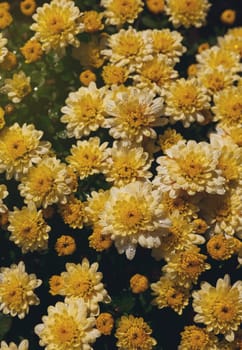 yellow chrysanthemum flowers with dew drops