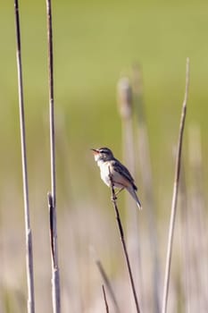 small song bird Sedge warbler (Acrocephalus schoenobaenus) sitting on the reeds. Little songbird in the natural habitat. Spring time. Czech Republic, Europe wildlife