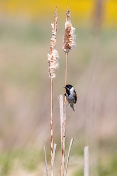 Common reed bunting male on the reed (Emberiza schoeniclus) near pond in spring. Czech Republic, Europe wildlife
