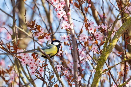 common bird Eurasian blue tit (Cyanistes caeruleus) in the nature perched on flowering Sakura Cherry blossom tree branch. Czech Republic wildlife