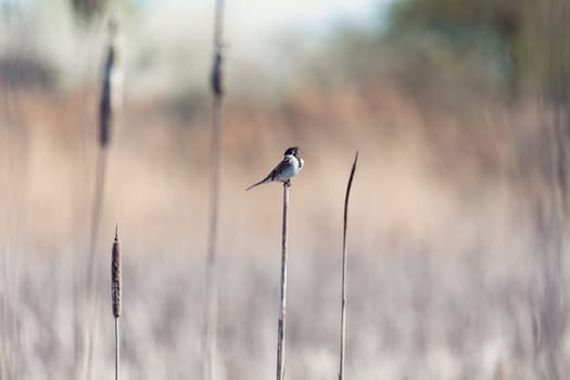 Common reed bunting male on the reed (Emberiza schoeniclus) near pond in spring. Czech Republic, Europe wildlife