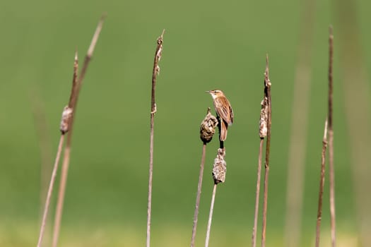 small song bird Sedge warbler (Acrocephalus schoenobaenus) sitting on the reeds. Little songbird in the natural habitat. Spring time. Czech Republic, Europe wildlife