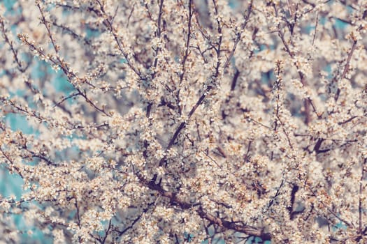 Midland hawthorn (Crataegus laevigata), white flowering tree in springtime, Europe, Springtime background
