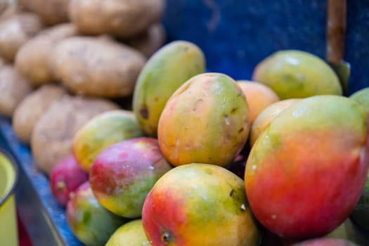 Close-up of colorful fruit stand with pile of fresh Keitt mangoes and jicamas. Juicy-looking fruit for sale on blue stall inside classic Mexican market. Healthy food